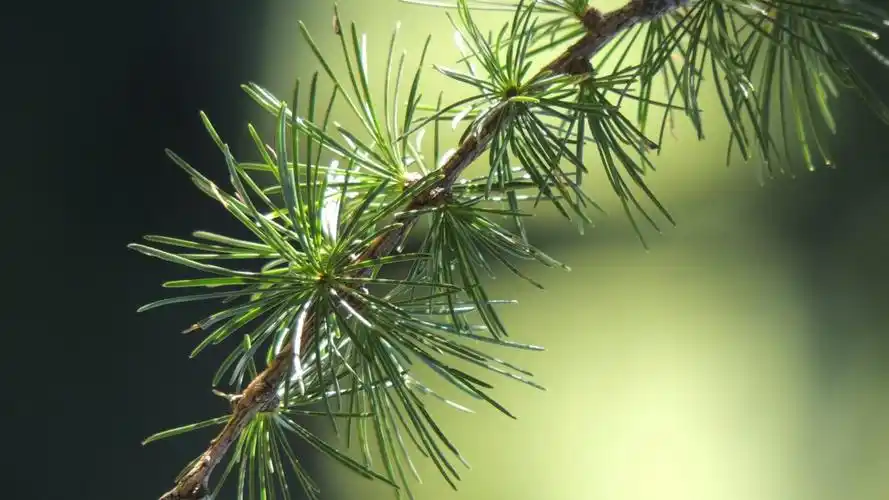 绿色简单的眼睛保护与每个人共享的新鲜壁纸,新鲜的绿色,使人们感到