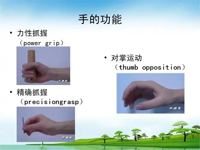手的功能   力性抓握 (power grip)   对掌运动 (thumb opposition)