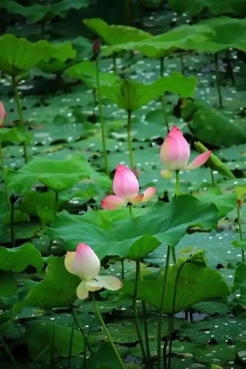 【10种代表夏天的景物】这份夏日限定美景,请接收(图5)