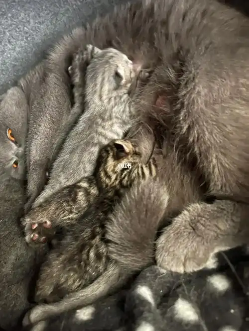 蓝猫和虎斑纹的崽崽
