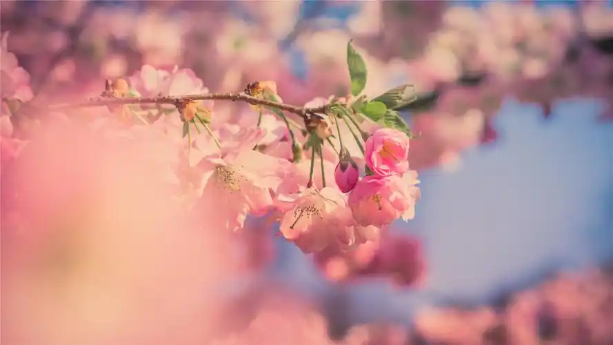 娇艳的樱花唯美高清桌面壁纸