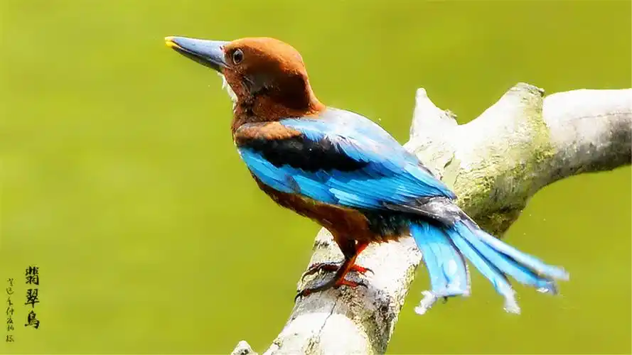 翡翠鸟(荆棘鸟)摄影图片电脑桌面壁纸下载