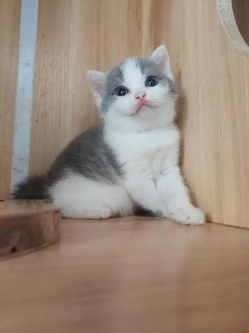 自家蓝猫蓝白找主人啦