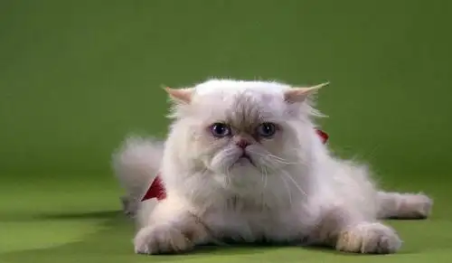 波斯猫这么可爱,到底应该怎么去挑选一只合适的波斯猫呢