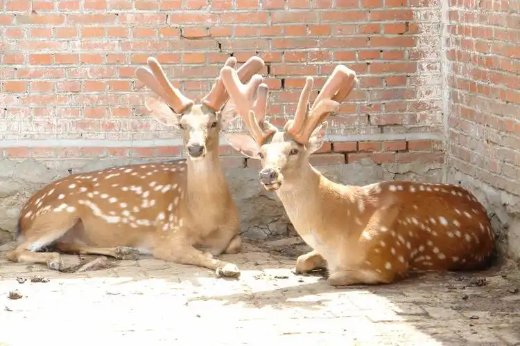 p>梅花鹿山西亚种是梅花鹿的一个亚种,眼窝凹陷,有颜面腺;有足腺;无