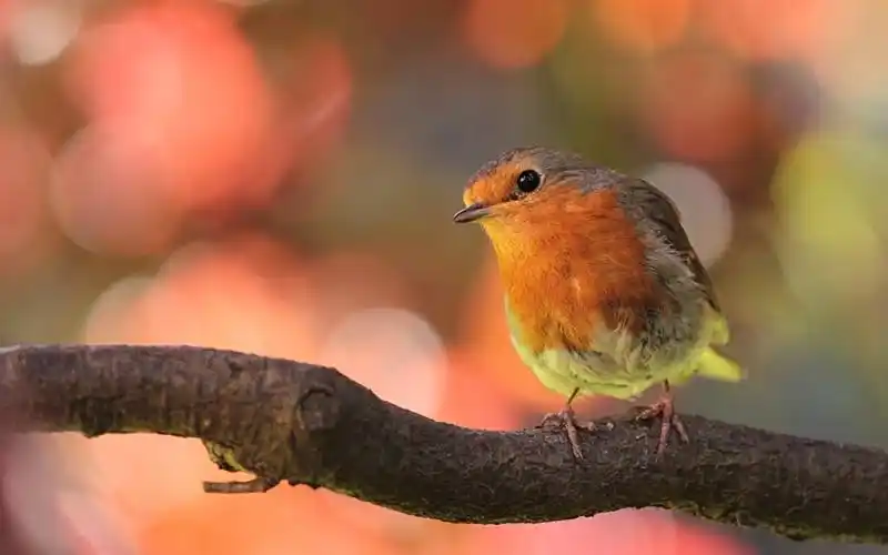 唯美可爱的小鸟图片壁纸
