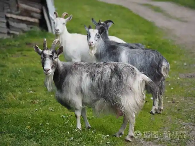 在村庄的山羊照片-正版商用图片04097b-摄图新视界