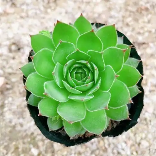 超萌肉肉观音莲组合套餐室内客厅吸甲醛盆栽办公桌防辐射多肉植物