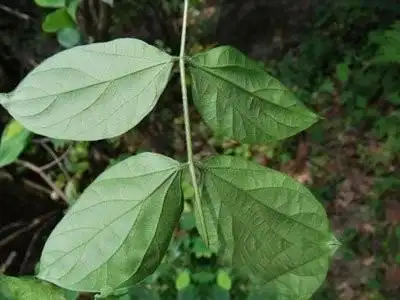 土圞儿   【拼音名】tǔ luán ér   【别名】九牛子,九子羊,土蛋