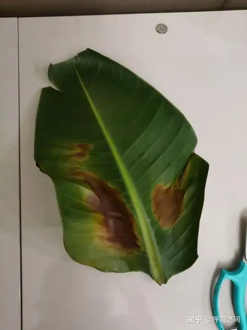 鹤望兰叶子中间长枯斑是什么原因