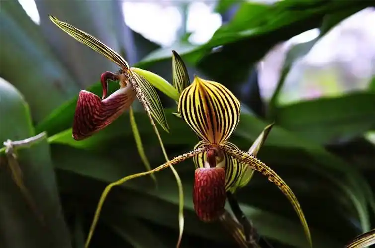 国王兜兰的盛世美颜