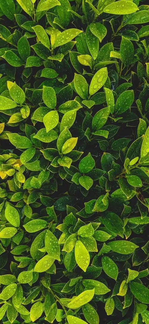 高清纯绿色护眼壁纸全屏(高清绿色护眼壁纸)(26)