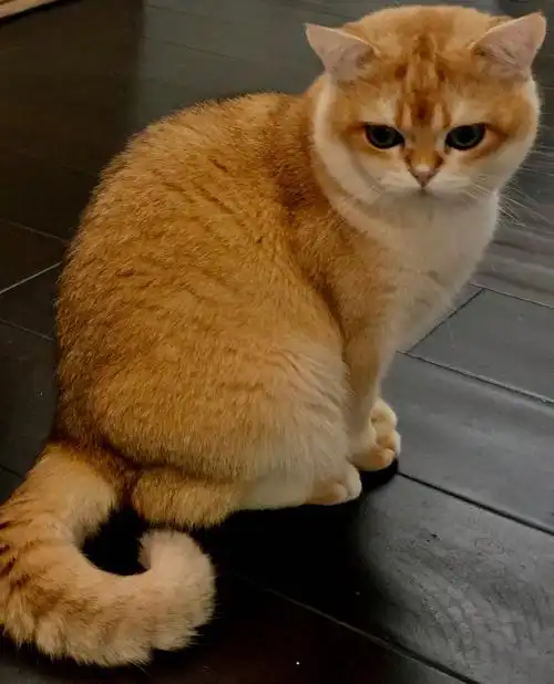 我家的英短金渐层——想俺家的豆皮了