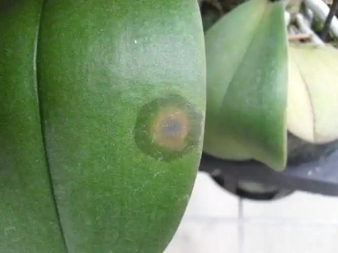 请教专家,蝴蝶兰叶片上的斑点是什么病害?