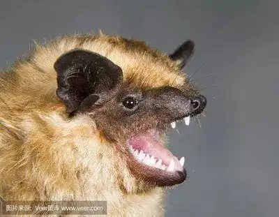 尊重生命敬畏自然一场关于蝙蝠的独家论战
