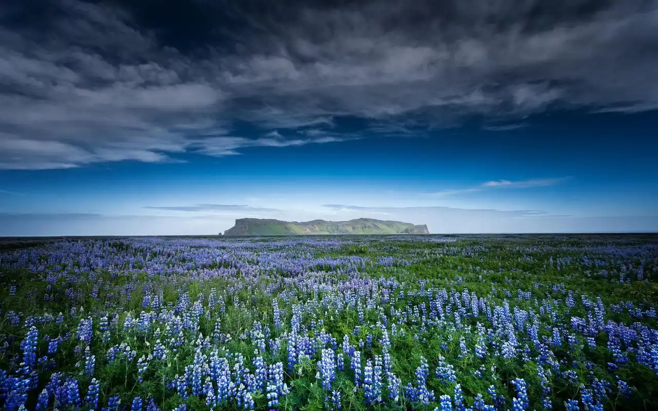 唯美梦幻花海风景图片电脑壁纸