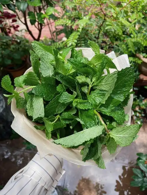 万物皆包薄荷花束清凉一夏