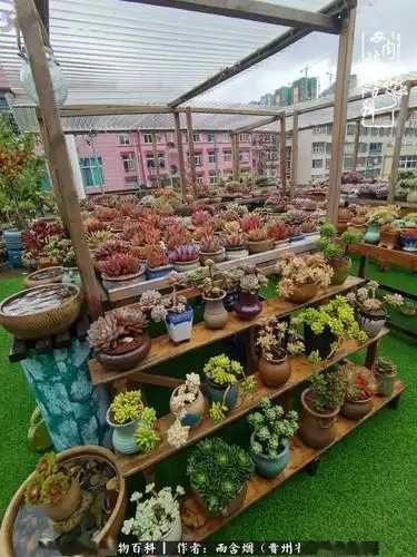 打造梦想中的多肉花园累并快乐着