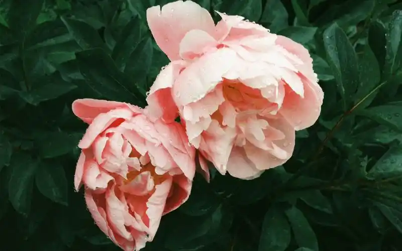 清新自然唯美的绿色植物风景桌面壁纸_风景壁纸_壁纸下载_美桌网