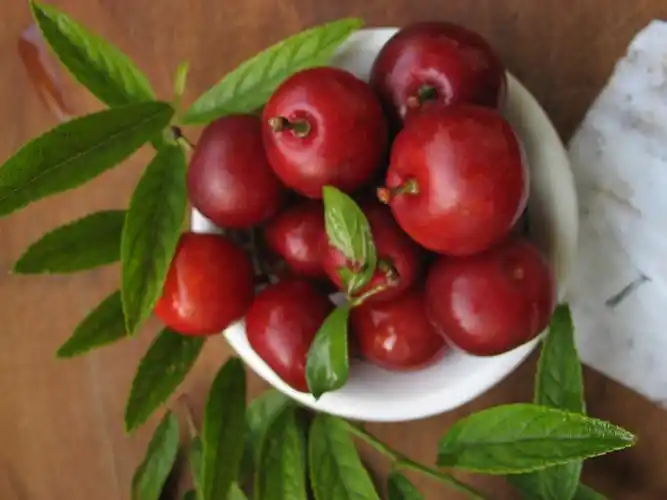 皇帝品尝的仙果→→→欧李果丰收-欧李网