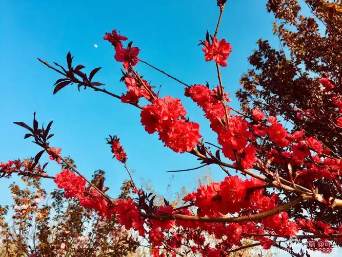 山清水秀,鸟语花香,山花烂漫,景色宜人,自然景观.