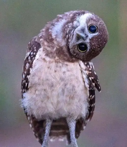 你见过猫头鹰歪头杀吗?你知道为什么吗?