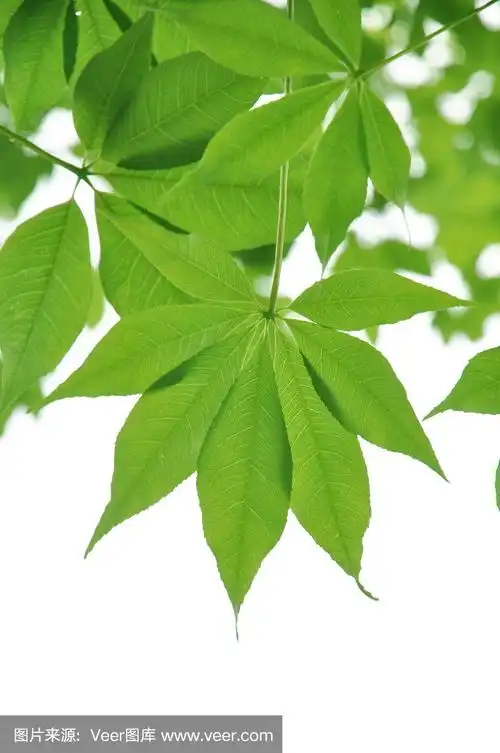 绿色的春天新叶木棉