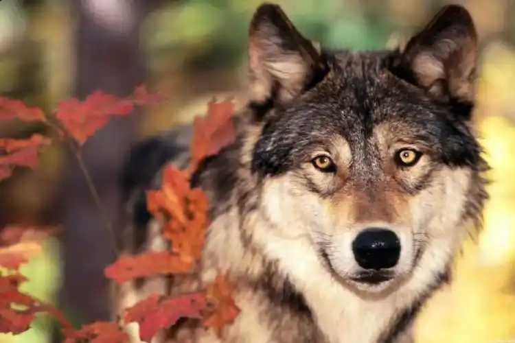 狼图腾一一狼王之歌