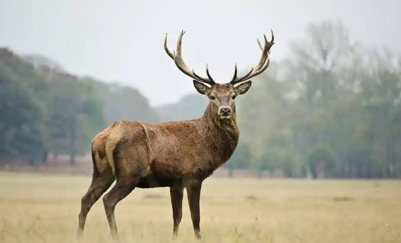 新疆天山有马鹿,是那种野生的马鹿.