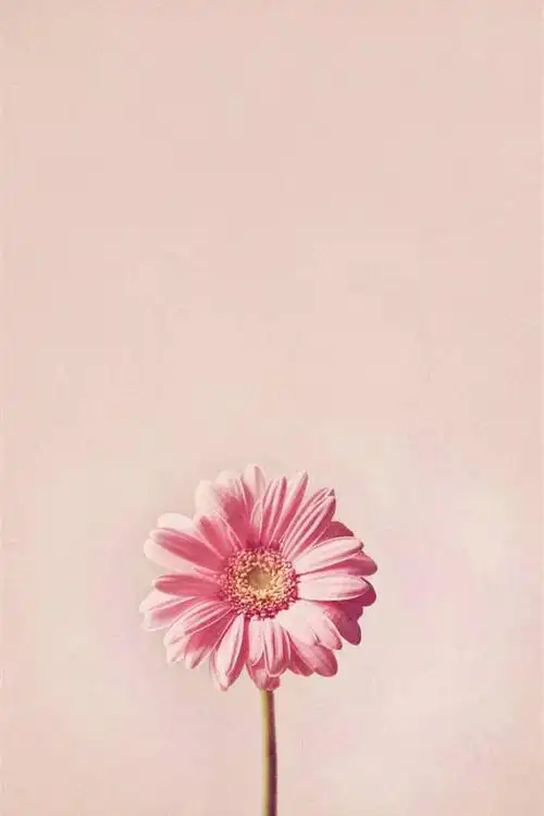 iphone壁纸,插画,文字,摄影,平铺,素材,清新,文艺 【壁纸也要小清新】