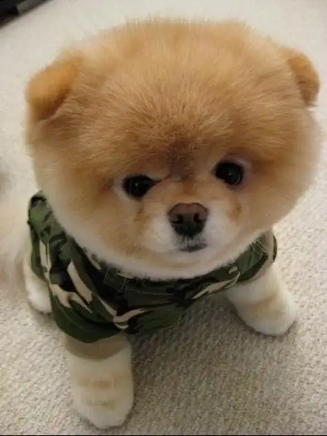 狗狗品种大全 - 搜狗图片搜索