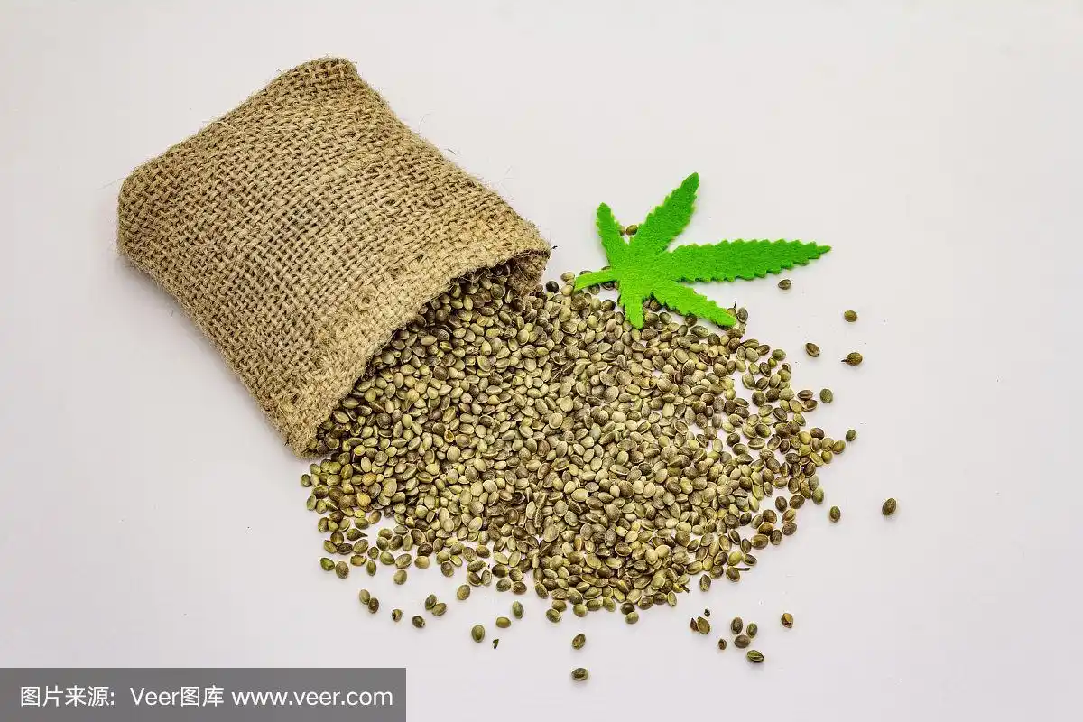 成熟的大麻种子孤立在白色背景上