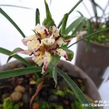 盛世牡丹 - 中国兰花交易网