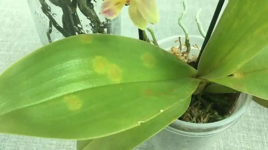 蝴蝶兰叶片出现黄斑病及如何处理_哔哩哔哩 (゜-゜)つロ 干杯~-bili
