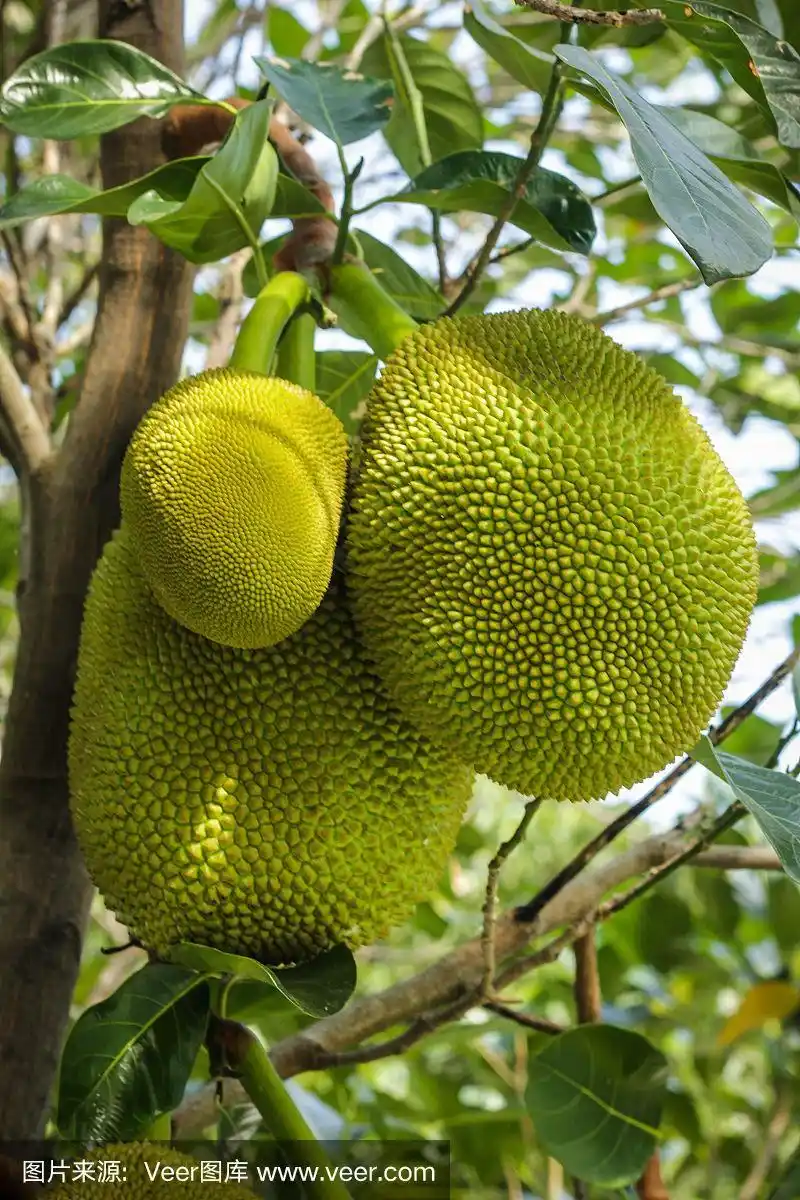 菠萝蜜,自然,垂直画幅,水果,有机食品