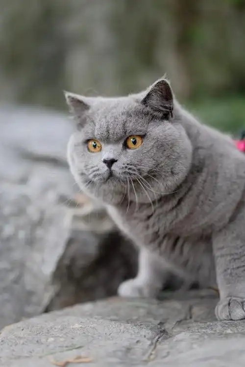 英短 蓝猫 纯蓝色 英国短毛猫 沐米猫舍 适合当种猫