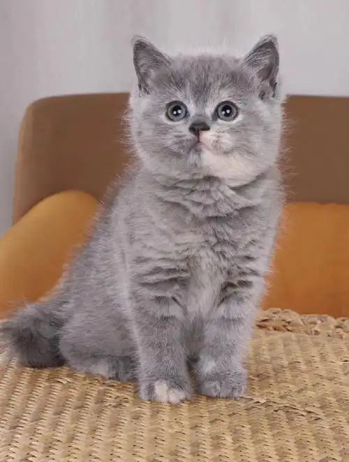 猫  #猫咪  #小奶猫  #英短蓝乳  #英短  #蓝乳妹妹