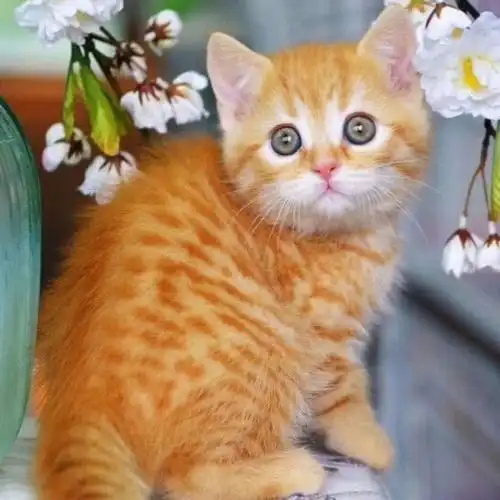 热卖中华田园猫土猫橘色猫家猫幼崽家养橘猫活体饲养橘猫橘猫精品品相