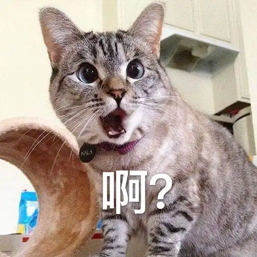 疑问啊?(猫咪)