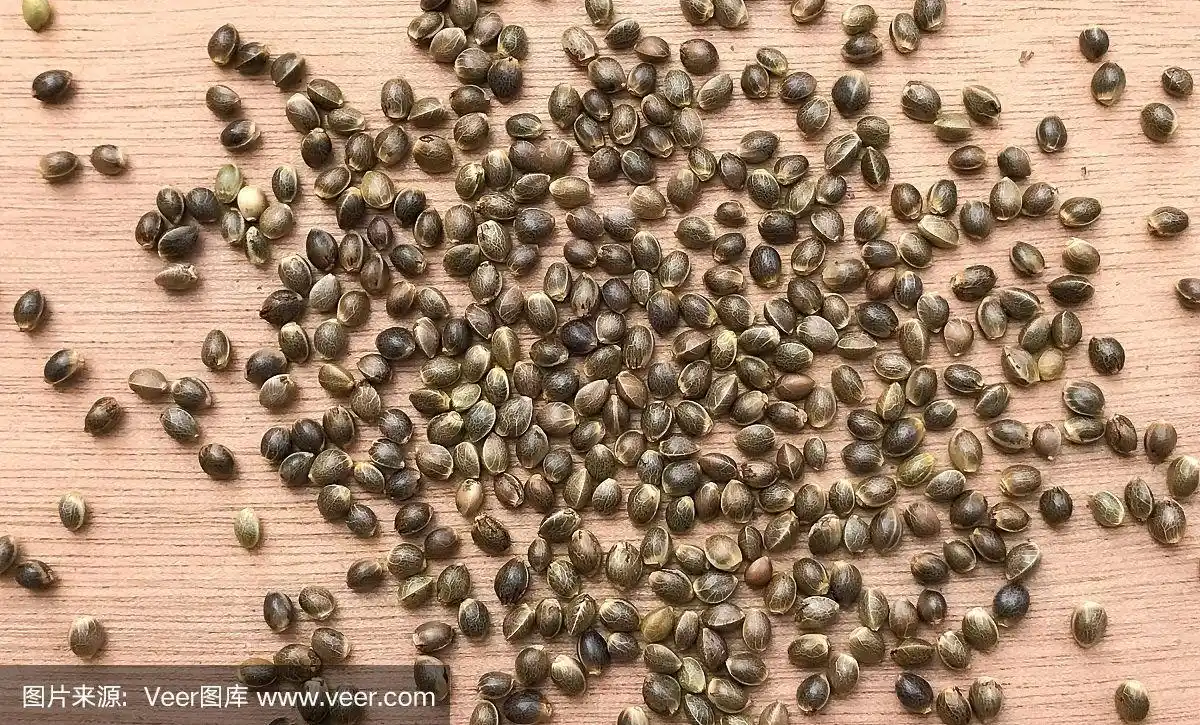 大麻大麻种子的宏观特写