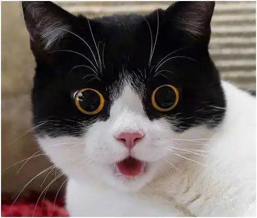 神奇的英短, 日常照堪比表情包