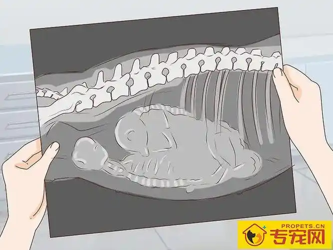 宠主该如何判断狗狗是否怀孕