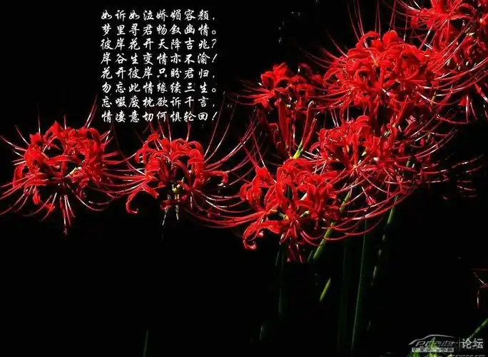 1,曼珠沙华,又称彼岸花很多人对于曼珠沙华的花语都不太了解 我为大家