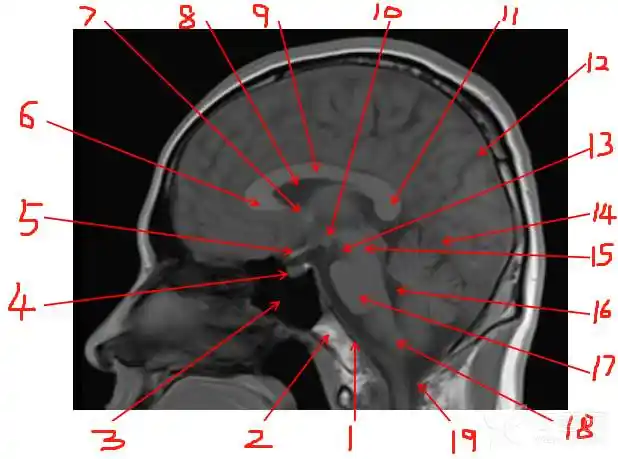 神经科学专业讨论版 - 专业医生社区,医学,药学,生命科学,科研学术