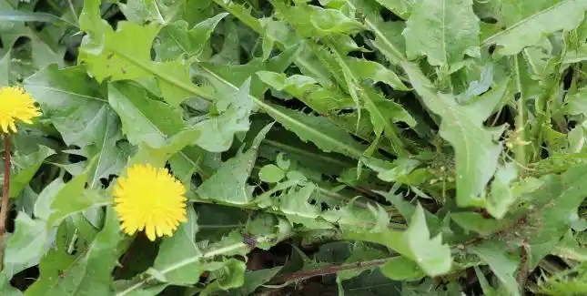 农村里随处可见的18种野草,既是非常好的野菜,少量吃对身体好_网易