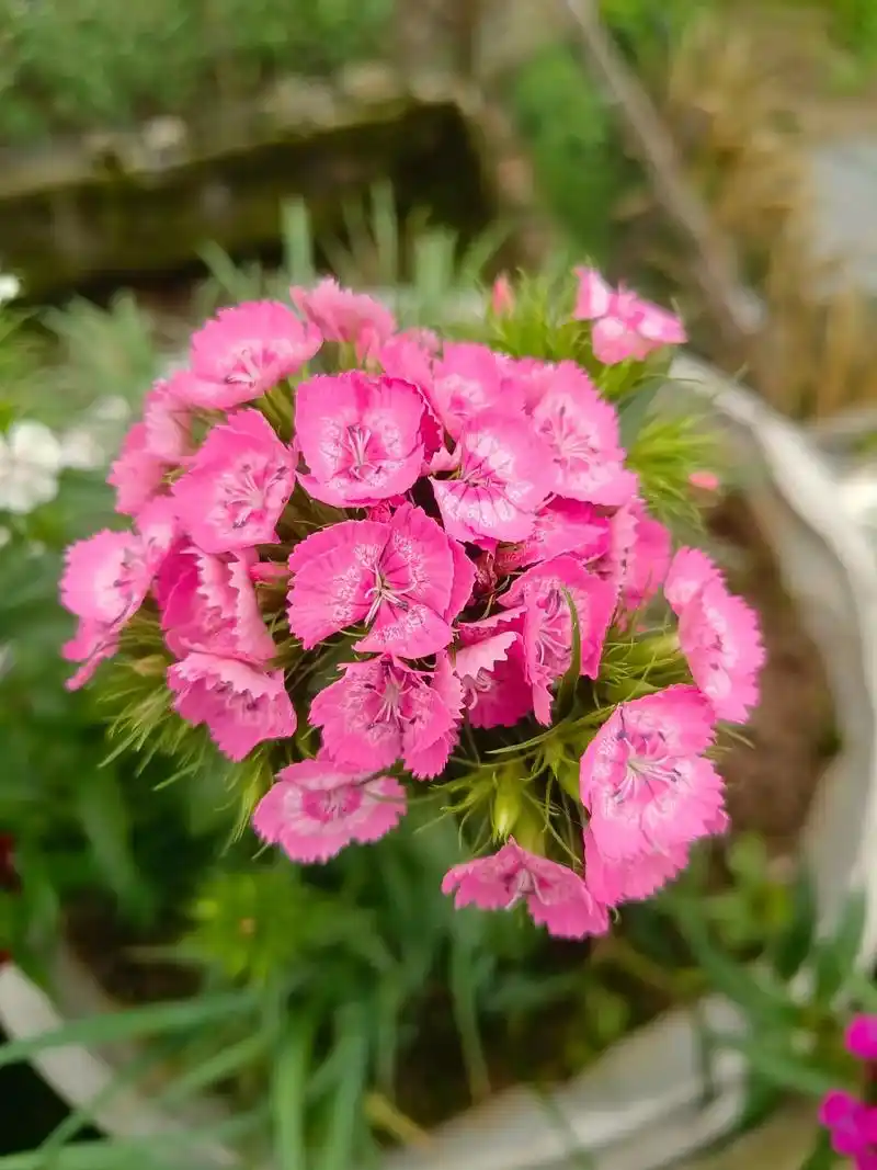 有人问我,为什么总喜欢花花草草,因为在花草的世界里