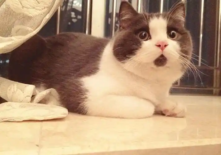 组图惊讶猫网上爆红圆眼睛小胡子赢得大批粉丝2