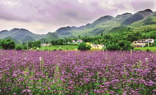在赫章县兴发乡中营村,马鞭草花海次第绽放,绵延不绝.
