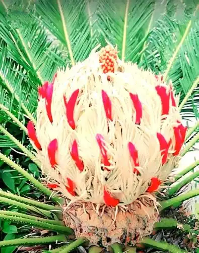 铁树开花/寥廓山人/图片来源:《祖国风光美景》～美篇