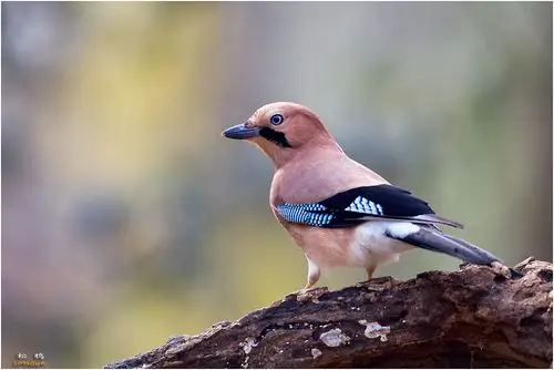 展开全部 这是松鸦.